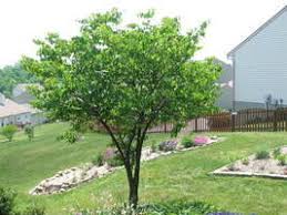 The crimson queen looks amazing as a feature in a plant bed. Choosing A Small Ornamental Tree Dave S Garden