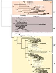 Image result for Stachys aculeolata