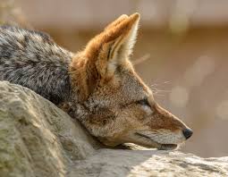 Free Image On Pixabay Jackal Portrait Lying Dog Jackal Black Backed Jackal Wild Dogs