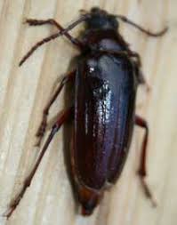 They look something like large cockroaches with long antennae. Beetles Archives Page 659 Of 854 What S That Bug