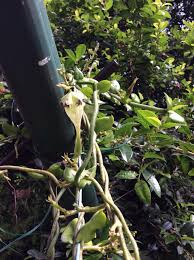Image result for Ceropegia arenarioides