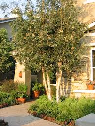 Image result for Melaleuca quinquenervia