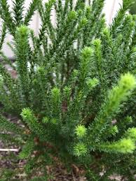 Image result for Euryops virgineus