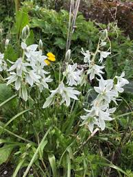 Image result for Ornithogalum seineri