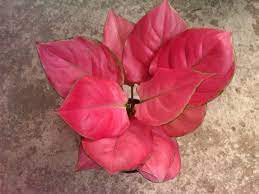 Pin Di Pp Aglonema Calathea Diffenbachia