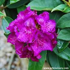 Rhododendron Edith Bosley Rhododendron Plants Nursery Art