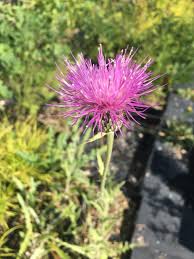 Image result for Cirsium