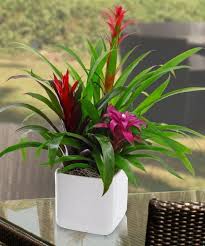 It is also information, photos, educational videos, plant books and magazines. The Tropical Flowers Of Florida Port Charlotte Florist Blog