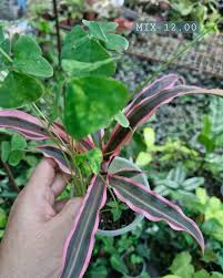 Image result for Monadenium spinulosum