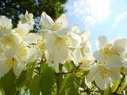 Children grow up, and flowers wilt. Let Jasmine Help With Your Depression Anxiety Panic Attacks Solara
