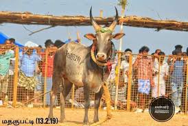 i love jallikattu photos facebook i love jallikattu photos facebook