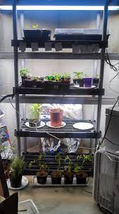 My Basement Grow Light Set Up Plastic Shelving With Fluorescent Light Fixtures Attached To Three Fluorescent Light Fixture Plastic Shelves Fluorescent Light