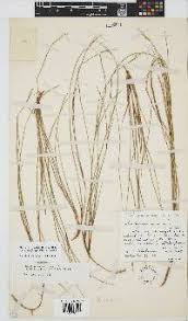 Image result for Aristida scabrivalvis