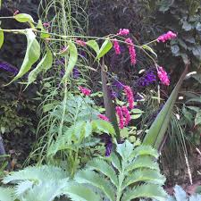 Image result for Vismia orientalis