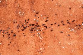 We employee expertly trained pest control technicians to advise you. Do It Yourself Pest Control Your Complete Guide Bee Removal Phoenix Professional Reliable Commercial Bee Pest Control Glendale Mesa Az Bee Kings