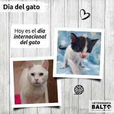 Check spelling or type a new query. Balto Peru Hoy Es El Dia Internacional Del Gato Que Facebook