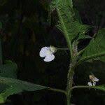 Image result for Impatiens burtonii