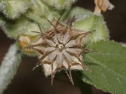 Image result for Sida serratifolia