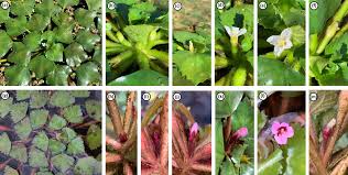 Image result for Trapa natans