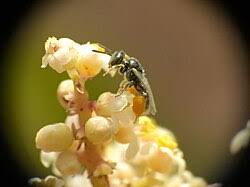 Image result for Isoglossa perdita