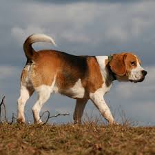 Image result for Harrier dog