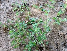 Image result for Sacciolepis africana