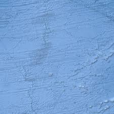 Image result for Bidens elliotii