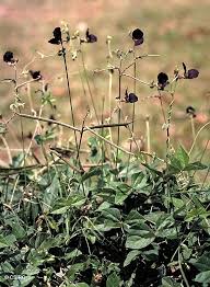 Image result for Macroptilium atropurpureum