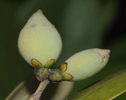 Image result for Avicennia marina