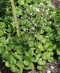 Image result for Cineraria saxifraga