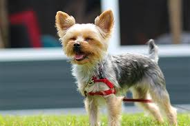 yorkshire terrier dog breed information pictures