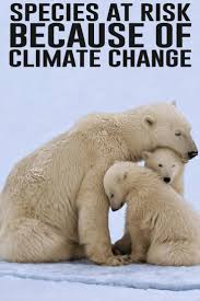In Fear Of Extinction Due To Climate Change These Are The Species We Might Not See In The Following Years Climates Species Climate Change