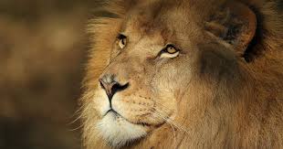 African lion | ZooParc de Beauval