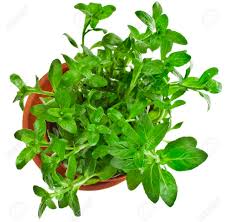 The process of sifting mint flower. Bunch Fresh Green Mint Growing In Brown Flower Pot Top View Isolated Stock Photo Picture And Royalty Free Image Image 29894833