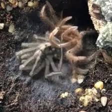 For quality pest control at an affordable price, see advanced exterminating co. Advanced Pest Weed Management Advanced Pest Weed Management Profile Pinterest