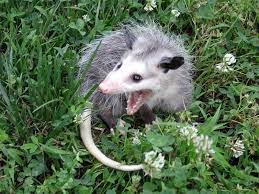 Dragonretirement Funny Animal Pictures Awesome Possum Funny Animals