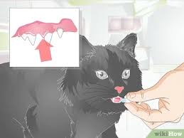 Omg my poor cat has periodontal disease! How To Treat Feline Dental Disease 11 Steps With Pictures