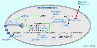 The atp can power needed reactions by losing one of its phosphorous groups to form adp, but you can use food energy in the mitochondria to convert the. Metabolic Control A New Solution To An Old Problem Current Biology