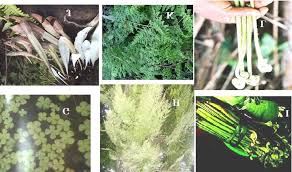 Image result for Antrophyum mannianum