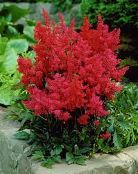 Japanese Astilbe Montgomery Container Gardening Shade Plants Astilbe