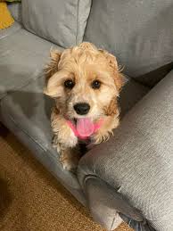 Lucy got her face-lift today and we are so happy with how she turned out. ❤️