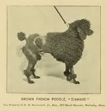 1895 Brown Poodle Diamand Poodle Vintage Poodle Poodle Dog