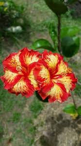 Wholesale hibiscus | dry hibiscus flower suppliers. Hibiscus Dried Hibiscus Flowers Hibiscus Hibiscus Flowers