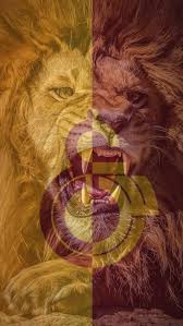 We did not find results for: Aslan Galatasaray Duvar Kagidi Gs Wallpaper Duvar Kagitlari Duvar Poertre Resimleri