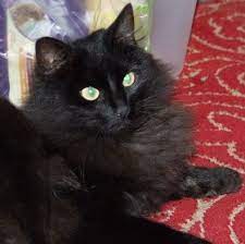 Coats can come in white, black, red, cream, cinnamon, and tabby. Pin On Long Haired Black Cat