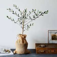 Natürlich tut auch einem olivenbaum ein professioneller. Olivenbaum Uberwintern Frostschutz Fur Die Kubelpflanze