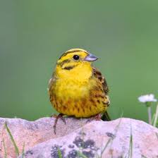 All About The Yellowhammer Gardenbird Animal Of Scotland Beautiful Birds Bird Garden