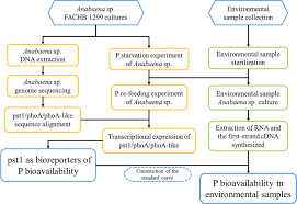 A Qpcr Method To Quantify Bioavailable Phosphorus Using Indigenous Aquatic Species Springerlink