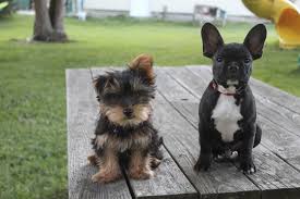 If you are a certified animal lover, you know how difficult it is to learn about all the nice features of a unique pooch. The Most Friendly French Bulldog Yorkie Mix Askfrenchie Com