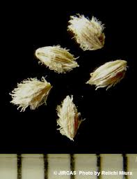 Image result for Digitaria longiflora